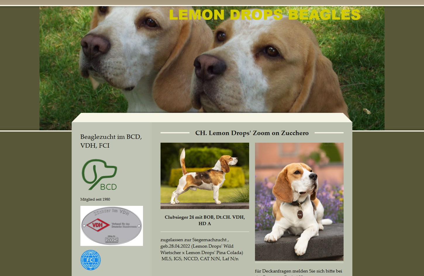 www.beagle-vom-igelweg.de