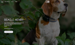 www.beaglehenry.de