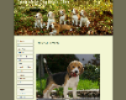 www.plum beagles.de3 2
